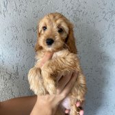 Cockapoo Özel Irk ( Toy Poodle )