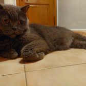 Ucretsiz British Shorthair