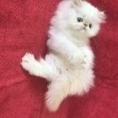 Beyaz Ve Mavi Gözlü, İran(Persian) Cinsi Yavru Kedi
