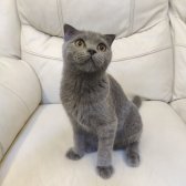 Safkan Scottish Fold