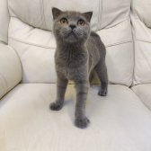 Safkan Scottish Fold