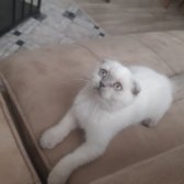 3 Aylık Safkan Scottish Fold Blue Point Dişi İç/ Dışparazit Yapıldı