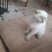 3 Aylık Safkan Scottish Fold Blue Point Dişi İç/ Dışparazit Yapıldı