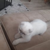 3 Aylık Safkan Scottish Fold Blue Point Dişi İç/ Dışparazit Yapıldı