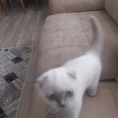 3 Aylık Safkan Scottish Fold Blue Point Dişi İç/ Dışparazit Yapıldı