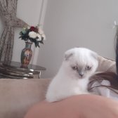 3 Aylık Safkan Scottish Fold Blue Point Dişi İç/ Dışparazit Yapıldı