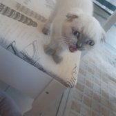 3 Aylık Safkan Scottish Fold Blue Point Dişi İç/ Dışparazit Yapıldı