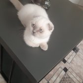 3 Aylık Safkan Scottish Fold Blue Point Dişi İç/ Dışparazit Yapıldı