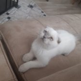 3 Aylık Safkan Scottish Fold Blue Point Dişi İç/ Dışparazit Yapıldı