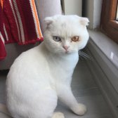 Özel Irk Scottish Fold(Acil Sahiplendirilecektir)