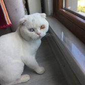 Özel Irk Scottish Fold(Acil Sahiplendirilecektir)