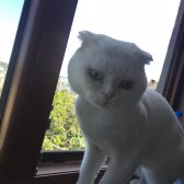 Özel Irk Scottish Fold(Acil Sahiplendirilecektir)