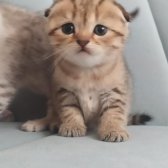 Yavru Scottish Fold Silver Tabby Gol Dişi Ve Erkek Var Y