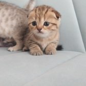 Yavru Scottish Fold Silver Tabby Gol Dişi Ve Erkek Var Y