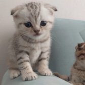 Yavru Scottish Fold Silver Tabby Gol Dişi Ve Erkek Var Y