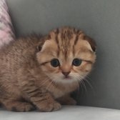 Yavru Scottish Fold Silver Tabby Gol Dişi Ve Erkek Var Y