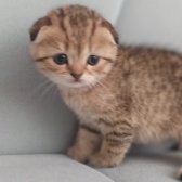 Yavru Scottish Fold Silver Tabby Gol Dişi Ve Erkek Var Y