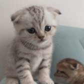 Yavru Scottish Fold Silver Tabby Gol Dişi Ve Erkek Var Y