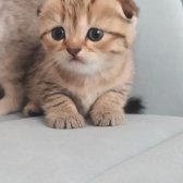 Yavru Scottish Fold Silver Tabby Gol Dişi Ve Erkek Var Y