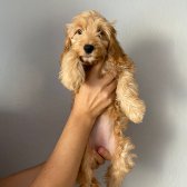Cockapoo Özel Irk ( Toy Poodle Üretimi )