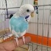 Jumbo Muhabbet Kuşu