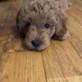 Poddle