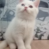 Panda Surat Güzel Yavru
