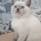 Panda Surat Güzel Yavru