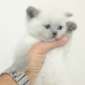 Panda Surat Güzel Yavru