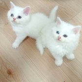 Panda Surat Güzel Yavru