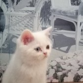 Panda Surat Güzel Yavru