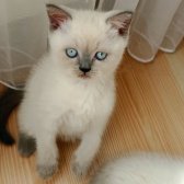 Panda Surat Güzel Yavru