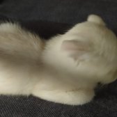 Safkan Kırık Kulak