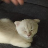 Safkan Kırık Kulak