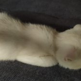 Safkan Kırık Kulak