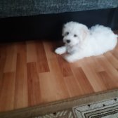 3 Aylık Tatlış Maltese Terrıer Yavrumuz