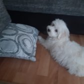 3 Aylık Tatlış Maltese Terrıer Yavrumuz