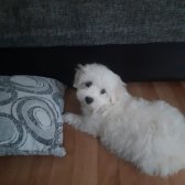 3 Aylık Tatlış Maltese Terrıer Yavrumuz