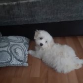 3 Aylık Tatlış Maltese Terrıer Yavrumuz