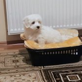 3 Aylık Tatlış Maltese Terrıer Yavrumuz