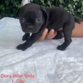 Anne Altında Safkan French Bulldog Yavruları