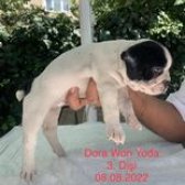 Anne Altında Safkan French Bulldog Yavruları