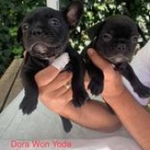 Anne Altında Safkan French Bulldog Yavruları