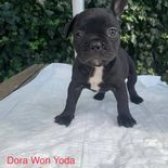 Anne Altında Safkan French Bulldog Yavruları