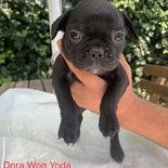 Anne Altında Safkan French Bulldog Yavruları