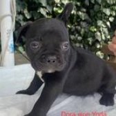 Anne Altında Safkan French Bulldog Yavruları