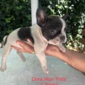 Anne Altında Safkan French Bulldog Yavruları