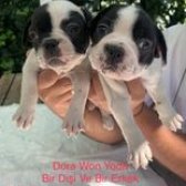 Anne Altında Safkan French Bulldog Yavruları