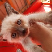 Anne Baba Ve 4 Yavru