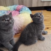 British Shorthair Yavrularımız...